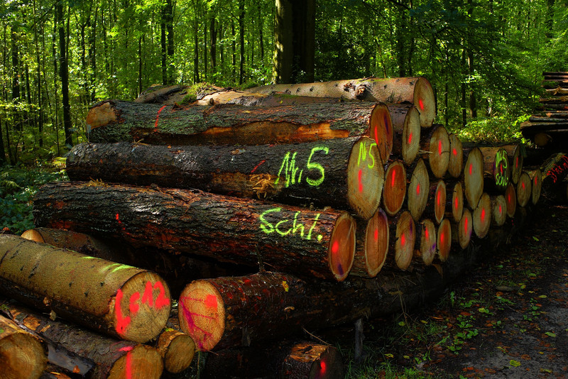 Steuerliche Hilfsmaßnahmen für Waldbesitzer